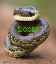Load image into Gallery viewer, ࡂ , ࡂ.com, How much is a single letter domain worth? If the domain is a .com, it might be worth millions. If the domain is a .xyz it might be worth hundreds or dollars. What is the shortest top level domain? Why do we need top level domain? What are the most and least popular top level domains in the world? .com , .net
