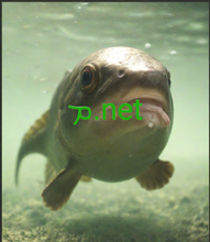 Cargar imagen en el visor de la galería, ܡ , ܡ.net, ICANN Valid TLDs, Domain Extensions, BASKETBALL, BAUHAUS, BAYERN, BB, BBC, BBT, BBVA, BCG, BCN, BD, BE, BEATS, BEAUTY, BEER, BENTLEY, BERLIN, BEST, BESTBUY, BET, BF, BG, BH, BHARTI, BI, BIBLE, BID, BIKE, BING, BINGO, BIO, BIZ, BJ, BLACK, BLACKFRIDAY, BLOCKBUSTER, BLOG, BLOOMBERG, BLUE, BM, BMS, BMW, BN