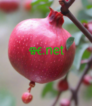 Cargar imagen en el visor de la galería, ⱙ, ⱙ.net, 1 letter domain, 1 character domain, 1 digit domain, Mabitso a makhuts'oane ka ho fetesisa, hira domain name, Domain redirection, Unicode domains, Fantisi ea domain, Mabitso a sebetsang, Mabitso a makhuts'oane, polokelo ea mabitso a domain, Mabitso a theko e tlase haholo, Sebaka se batang ka ho fetesisa. lebitso, Mabitso a makatsang a domain