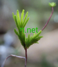 Cargar imagen en el visor de la galería, ױ , ױ.net, Full TLD list - All Available .COM and .NET Domain Extensions, 7 Tools for Brainstorming Short Domain Names, Single-letter second-level domains, Domains shorter than One Word Domains, Find The Best Short Domain Names On The Web, Personal Domain Name Examples, Catchy domains, Unique Domain Name Finder, 25.org