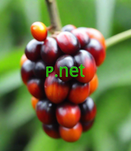 Cargar imagen en el visor de la galería, ⱀ, ⱀ.net, Active Single Letter Domains, All 2-5.org domains and more than; ꓸ.com, ꓮ.com, 𐊠.com, ᗅ.com, Ꭺ.com, 𐊡.com, 𐊂.com, ꓚ.com, 𐊢.com, ꓓ.com, ꓰ.com, 𐊤.com, 𐊥.com, ꓖ.com, ꮐ.com, ꓧ.com, ꓲ.com, 𐊦.com, ḷ.com, ꓙ.com, ꓗ.com, ꓡ.com, ꓟ.com, 𐊰.com, ƞ.com, ꓠ.com, 𐊪.com, ꚡ.com, ꓳ.com, 〇.com, 𐊫.com, ᩅ.com, ዐ.net