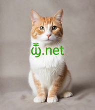 Cargar imagen en el visor de la galería, ⳃ, ⳃ.net, ICANN Accredited Registrars; ipmanagerinc.com, interdominios.com, gonbei.jp, zdns.cn, support.internet.bs, , imena.ua, intracomme.com, inwx.com, ionos.com, iptwins.com, ipip.com, ksidc.net, jprs.co.jp, 55hl.com, jprs-registrar.co.jp, logicboxes.com, networksolutions.com, verisign.com, 1nd1.com, stok13.com