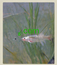 Cargar imagen en el visor de la galería, ߨ , ߨ.com, What are web 2.0 and web 3.0? Web 2.0 was characterized by dynamic websites that were developed using technologies such as AJAX and PHP. 3.0 is characterized by the use of Semantic Web technologies such as RDF and OWL. What is Internet 3.0, and how does it differ from the current internet?