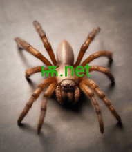 Cargar imagen en el visor de la galería, ѭ, ѭ.net, Internationalized Domain Name, Unicode, Unicodes, Unicode Domain, Unicode Domains, Unicode Domain Names, URL Shortener, What is DNS? What is Unicode? What is Punycode? What is ASCII? What is non-ASCII? Newest Domains, Managing a Domain Name, Efty.com alternative, Dan.com alternative, Afternic alternative, 2-5