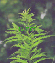 Cargar imagen en el visor de la galería, ꮹ, ꮹ.net, Fearann litreach singilte, Fearann caractar singilte, Fearann aon-fhigearach, Na h-ainmean fearainn as teirce, Ath-stiùirich ainm fearainn, Gabhaltas Fearainn, Fearann Punycode, Rop air ais, Raointean a tha rim faighinn, Catalog fearainn, Ainmean àrainn sàr-mhath, Na h-ainmean fearainn as motha, Ainmean àrainn iongantach