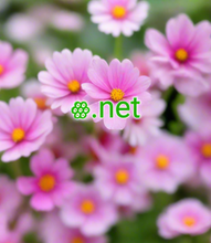 Cargar imagen en el visor de la galería, ꙮ, ꙮ.net, Comment trouver un nom de domaine court ? Recherche et recherche de noms de domaine courts. Qu'est-ce qu'une redirection DNS ? Une redirection DNS vous permet de faire pointer un nom de domaine vers un autre, obtenant le même résultat que si vous aviez changé les serveurs de noms de votre domaine d'origine. Rediriger un domaine court vers un autre domaine en utilisant 2-5.org