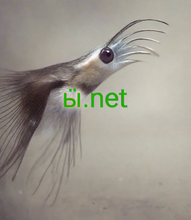 Cargar imagen en el visor de la galería, ӹ, ӹ.net, Интернеттен өз ордуңузду табыңыз. 3000ден ашык доменден тандаңыз. Чыныгы адамдардан 24/7 колдоо алыңыз. Эмне үчүн 2-5.org? - Сапат, ишенимдүүлүккө жооп берет. - Профессионалдуураак. Азыраак татаал. - Кошумча маани. Кошумча чыгым жок. - Домендер бардык браузерлер менен шайкеш келет.