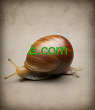 Cargar imagen en el visor de la galería, ܧ , ܧ.com, IANA Accredited Registrar IDs, 448 Universal Registration Services, Inc. dba NewDentity.com, 452 Name105, Inc., 453 AllGlobalNames, S.A. dba Cyberegistro.com, 455 EnCirca, Inc., 456 Webnames.ca Inc., 460 Web Commerce Communications Limited dba WebNic.cc, 465 Domains.coop Limited, 466 DomainSite, Inc.