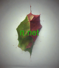 Load image into Gallery viewer, ԥ, ԥ.net, நான் ஒரு டொமைன் பெயரை குத்தகைக்கு எடுக்கலாமா? ஒரு டொமைன் பெயரை வாடகைக்கு எடுப்பது பொதுவாக மாதாந்திர அடிப்படையில் நிகழ்கிறது, அங்கு ஏற்கனவே மற்றொரு நிறுவனத்திற்கு சொந்தமான டொமைன் பெயரை வாடகைக்கு உங்கள் வணிகம் செலுத்துகிறது. 2-5.org டொமைன் பெயர்களை விரைவாகவும் பாதுகாப்பாகவும் குத்தகைக்கு வழங்குகிறது.