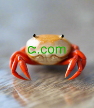 Cargar imagen en el visor de la galería, Ꮸ, Ꮸ.com, Ib tsab ntawv sau npe, Ib tus cim sau npe, Ib tus lej sau npe, cov npe tsis tshua muaj npe, hloov pauv lub npe sau npe, Domain leasing, Punycode domains, Rov qab twv, Muaj cov npe, Cov npe sau npe, Cov npe sau zoo heev, Cov npe loj tshaj plaws, Amazing domain names