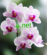 Load image into Gallery viewer, ꮂ, ꮂ.net, ꯑꯛꯁꯔ ꯗꯣꯃꯦꯟ ꯱, ꯆꯦꯛꯔꯦꯇꯔ ꯗꯣꯃꯦꯟ ꯱, ꯗꯤꯖꯤꯠ ꯗꯣꯃꯦꯟ ꯱, ꯈ꯭ꯕꯥꯏꯗꯒꯤ ꯊꯨꯕꯥ ꯗꯣꯃꯦꯅꯒꯤ ꯃꯃꯤꯡ, ꯗꯣꯃꯦꯅꯒꯤ ꯃꯃꯤꯡ ꯑꯃꯥ ꯂꯤꯖ ꯇꯧꯕꯥ, ꯗꯣꯃꯦꯟ ꯔꯤꯗꯔꯥꯏꯖ ꯇꯧꯕꯥ, ꯌꯨꯅꯤꯀꯣꯗ ꯗꯣꯃꯦꯅꯁꯤꯡ, ꯗꯣꯃꯦꯟ ꯅꯤꯂꯥꯝ ꯂꯥꯎꯕꯥ, ꯑꯦꯛꯇꯤꯕ ꯗꯣꯃꯦꯅꯒꯤ ꯃꯃꯤꯡ, ꯁꯣꯔꯠ ꯗꯣꯃꯦꯏꯟ, ꯗꯣꯃꯦꯅꯒꯤ ꯃꯃꯤꯡ ꯑꯥꯔꯀꯤꯑꯣꯂꯣꯖꯤ, ꯈ꯭ꯕꯥꯏꯗꯒꯤ ꯁꯦꯟꯗꯣꯡ ꯂꯩꯕꯥ ꯗꯣꯃꯦꯅꯒꯤ ꯃꯃꯤꯡ, ꯈ꯭ꯕꯥꯏꯗꯒꯤ ꯀꯨꯂꯔ ꯗꯣꯃꯦꯟ꯫ name, ꯑꯉꯀꯄꯥ ꯗꯣꯃꯦꯅꯒꯤ ꯃꯃꯤꯡꯁꯤꯡ꯫