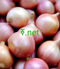 Cargar imagen en el visor de la galería, ߧ , ߧ.net, How do I encode the website URL? There are several ways in different programming languages, you can find a function for the language you want to use. E.g if you want to do it in PHP then urlencode is the function that takes your URL as input and returns encoded URL. What's the shortest website URL?