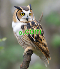 Cargar imagen en el visor de la galería, ࡀ , ࡀ.com, The best brand names wander into our subconscious, unnoticed. Still, there is more to a great name than just being memorable. A great name needs to offer the right foundation for a company to build upon. It also has to be available. You can find your great domain at 2-5.org. Focus on your brand, not business