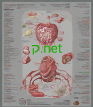 Cargar imagen en el visor de la galería, ק , ק.net , Hebrew Domain Names, Hebrew Domains, Single Letter Domain Names, Do 1 letter domains exist? Are there any 1 letter domains? How much is a single-letter domain name? What is the smallest domain available? Are there any 2 letter domains? Are all 3 letter domains taken? Are any domain names free? 2-5.org , 25