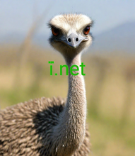 Load image into Gallery viewer, ї, ї.net, Busca o teu lugar en liña. Escolle entre máis de 3000 dominios. Obtén asistencia 24/7 de humanos reais. Por que 2-5.org? - Calidade, atender a fiabilidade. - Máis profesional. Menos complicado. - Valor engadido. Sen custo engadido. - Os dominios son compatibles con todos os navegadores.