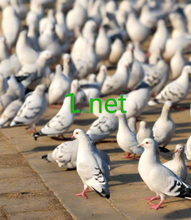 Cargar imagen en el visor de la galería, 𐤆 , 𐤆.net, IANA Accredited Registrar IDs, 1054 Retail Domains, LLC, 1055 SearchNResQ, LLC, 1056 Fenominal, LLC, 1068 NameCheap, Inc., 1069 DropExtra.com, LLC, 1070 DropFall.com, LLC, 1071 DropHub.com, LLC, 1072 DropJump.com, LLC, 1075 DropSave.com, LLC, 1076 Domain Guardians, Inc., 1077 DropWalk.com, LLC