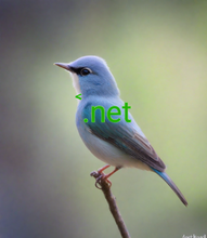 Load image into Gallery viewer, ࠨ , ࠨ.net, List of Top-Level Domains, Valid TLD Extensions, .AGAKHAN , .AGENCY , .AI , .AIG , .AIRBUS , .AIRFORCE , .AIRTEL , .AKDN , .AL , .ALFAROMEO , .ALIBABA , .ALIPAY , .ALLFINANZ , .ALLSTATE , .ALLY , .ALSACE , .ALSTOM , .AM , .AMAZON , .AMERICANEXPRESS , .AMERICANFAMILY , .AMEX , .AMFAM , .AMICA , .AMSTERDAM