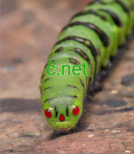 Cargar imagen en el visor de la galería, ĉ, ĉ.net, Get The Best Short Domains, Hand-Curated by Experts, World's No 1 Short Domain Marketplace, Get Your Short Domain Now, Choose from Thousands of Brandy, Memorable Domains, Premium Domain Name Ideas, Brandable Domains, Premium Domains, Short Domain Collection, Single-letter second-level domains, 2-5.org