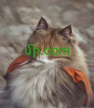 Cargar imagen en el visor de la galería, մի, մի.com, Vienos raidės domenas, Vieno simbolio domenas, Vieno skaitmens domenas, Rečiausi domenų vardai, domeno vardo peradresavimas, domenų nuoma, „Punycode“ domenai, atvirkštinis aukcionas, galimi domenai, domenų katalogas, puikūs domenų vardai, geriausi domenų vardai, nuostabūs domenų vardai