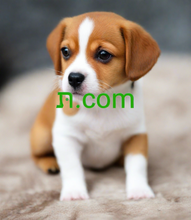 Cargar imagen en el visor de la galería, תּ , תּ.com, Domena jednoliterowa, domena jednoznakowa, domena jednocyfrowa, najbardziej unikalne nazwy domen, domeny aktywne, katalog nazw domen, domeny IDN, co to jest aukcja odwrotna? Archiwum domen, Nazwy domen Premium, Nazwy domen ogólnych, Najlepsze nazwy domen, Nazwy domen Super