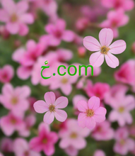 Cargar imagen en el visor de la galería, ځ.com