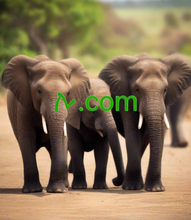 Load image into Gallery viewer, ࠕ , ࠕ.com, Sicir fudud, Dheeraad ah oo ay ku jiraan, Xawaaraha, Amniga, Taageerada, .com iyo .net, Tayada waxay la kulantaa isku halaynta, Aaladaha Xirfadlayaasha ah, DNS Dynamic, Diiwaanada Synthetic, Qaabeynta TTL, Ilaa 100-domains-hoosaadyo, Ilaa 100 alias email addresses, Hal Guji DNSSEC, Ilaalinta Qarsoodiga, iyo in ka badan 2-5.org