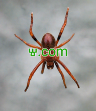 Cargar imagen en el visor de la galería, ⱋ, ⱋ.com, 1 অক্ষরের ডোমেন, 1 অক্ষরের ডোমেইন, 1 সংখ্যার ডোমেন, সবচেয়ে ছোট ডোমেন নাম, একটি ডোমেন নাম লিজ, ডোমেন পুনর্নির্দেশ, ইউনিকোড ডোমেন, ডোমেন নিলাম, সক্রিয় ডোমেন নাম, সংক্ষিপ্ত ডোমেন, ডোমেন নাম সংরক্ষণাগার, সবচেয়ে সস্তা ডোমেন নাম, সবচেয়ে সুন্দর ডোমেন নাম, চমৎকার ডোমেইন নাম