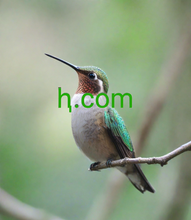 Cargar imagen en el visor de la galería, ⱨ, ⱨ.com, ଏକକ ବର୍ଣ୍ଣ ଡୋମେନ୍ ସନ୍ଧାନ, 1 ଅକ୍ଷର ସକ୍ରିୟ ଡୋମେନ୍ ତାଲିକା | କ single ଣସି ଅକ୍ଷର ଶୀର୍ଷ ସ୍ତରର ଡୋମେନ୍ ଅଛି କି? ହଁ, ଶୀର୍ଷ ସ୍ତରର ଡୋମେନ୍ ନାମ ପାଇଁ ଏକକ ବର୍ଣ୍ଣ ବ୍ୟବହାର କରିବା ସମ୍ଭବ | ଦୁନିଆର ସବୁଠାରୁ ଛୋଟ ଇଣ୍ଟରନେଟ୍ ଡୋମେନ୍ ଉପଲବ୍ଧ!