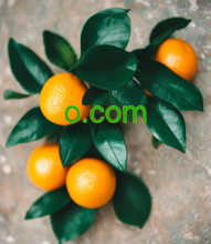 Cargar imagen en el visor de la galería, ⲟ, ⲟ.com, ICANN Accredited Registrars; ukraine.com.ua, hostnet.nl, hostpoint.ch, hostpro.ua, http.net, 8hy.hk, humbly.com, do-reg.jp, ihs.com.tr, ilait.se, imperialregistrations.com, in2net.com, i-names.co.kr, inet.vn, infomaniak.com, 123domain.eu, inic.ch, instantdomainsearch.com, instantnames.com, instra.com