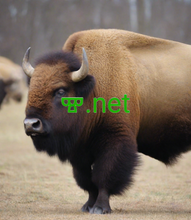 Load image into Gallery viewer, ⰺ, ⰺ.net, List of ICANN Accredited Registrars; Universal Registration Services, Inc. dba NewDentity.com, Unpower LLC, Upperlink Limited, URL Solutions, Inc., V12 Domains LLC, Vantage of Convergence (Chengdu) Technology Co., Ltd., Variomedia AG, Vautron Rechenzentrum AG, Verelink, Inc., Veritas Domains LLC, Vianames LLC