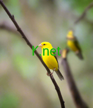 Cargar imagen en el visor de la galería, 𐊄, 𐊄.net, Accredited Registrar IDs, 3775 ALIBABA.COM SINGAPORE E-COMMERCE PRIVATE LIMITED, 3777 Hangzhou MarkSmile Technology Co., Ltd, 3779 Knipp Medien und Kommunikation GmbH, 3783 ZYSM Technologies Limited, 3784 Wolfe Domain, LLC dba Dot Brand Registrar Services, 3785 AC Webconnecting N.V. DBA domain.cam