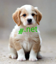 Load image into Gallery viewer, ᚍ, ᚍ.net, Stutt lén, sjaldgæft lén, einstök lén, úrvalslén, almenn lén, sérsniðin lén, internetlén, lægsta verð á markaðnum, finndu þinn stað á netinu með stuttu léni frá 2-5.org , leigja lén, beina léni, leigja Lén, Fáðu meiri umferð, Finndu stutt lén