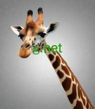 Cargar imagen en el visor de la galería, ꞡ, ꞡ.net, メール用のドメインが必要ですか?あなたはウェブサイトを必要とせずにプロのメールアドレスを作成することができ、あなたはウェブホスティングの有無にかかわらずそれを行うことができます。ドメインの問い合わせ、安い1文字のドメイン名、マイクロドメイン、ドメイン名の傾向、どのドメインが最適ですか?ドメイン拡張子を決定するときは、ほとんどの場合.comを選択する必要があります