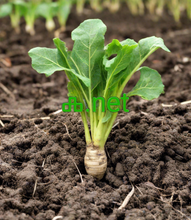 Cargar imagen en el visor de la galería, ⰾ, ⰾ.net, List of ICANN Accredited Registrars; Zhengzhou Century Connect Electronic Technology Development Co. Ltd, Zhengzhou Longming Network Technology Co. Ltd, Zinc Domain Names LLC, Zname Ltd, Zoho Corporation Private Limited, Zone Casting LLC, Zone of Domains LLC, Zoo Hosting, Zunyi Brandma Network Technology Ltd.