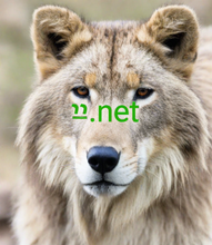 Cargar imagen en el visor de la galería, ײַ , ײַ.net, Egybetűs domain, Egy karakteres domain, Egyjegyű domain, A legegyedibb domain nevek, Aktív domainek, Domain név katalógus, IDN domainek, Mi az a fordított aukció? Domainarchívum, Prémium domain nevek, Általános domain nevek, A legjobb domain nevek, Szuper domain nevek