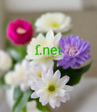 Load image into Gallery viewer, ẝ, ẝ.net, Egykarakteres domain keresés, 1 betűből álló aktív domain lista. Vannak egybetűs felső szintű domainek? Igen, lehet egyetlen karaktert használni a legfelső szintű domain névhez. Elérhetők a világ legrövidebb internetes domainjei!