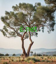 Cargar imagen en el visor de la galería, ἐ, ἐ.net, ដែនអក្សរតែមួយ ឈ្មោះដែនតួអក្សរ 1 ខ្ទង់ - កម្រ - តែមួយគត់ - ខ្លី - វិជ្ជាជីវៈ - បុព្វលាភ និងឈ្មោះដែនកម្រិតកំពូលទូទៅត្រូវបានចេញផ្សាយជាមួយនឹងផ្នែកបន្ថែម .com & .net , What are the ways to earn passive income? How to make money through YouTube? What are the best online survey sites for earning money?