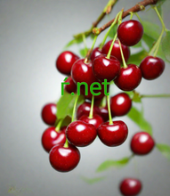 Cargar imagen en el visor de la galería, ѓ, ѓ.net, E huli i kou wahi ma ka pūnaewele. E koho mai oi aku ma mua o 3000 domain. Loaʻa i ke kākoʻo 24/7 mai nā kānaka maoli. No ke aha 2-5.org? - Ka maikaʻi, kūpono i ka hilinaʻi. - ʻOi aku ka ʻoihana. Liʻiliʻi paʻakikī. - Waiwai hoʻohui. ʻAʻohe kumu kūʻai. - Ua kūpono nā kāʻei kapu me nā polokalamu kele pūnaewele a pau.