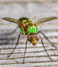 Cargar imagen en el visor de la galería, ц, ц.net, オンラインであなたの場所を見つけてください。 3000以上のドメインから選択してください。本物の人間から24時間年中無休のサポートを受けましょう。なぜ2-5.org? -品質、信頼性を満たします。 -より専門的。それほど複雑ではありません。 - 付加価値。 追加費用はかかりません。 -ドメインはすべてのブラウザと互換性があります。