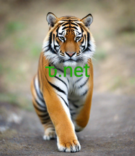 Load image into Gallery viewer, ԏ, ԏ.net, Kan ik een domeinnaam leasen? Het huren van een domeinnaam gebeurt meestal op maandelijkse basis, waarbij uw bedrijf betaalt voor de huur van een domeinnaam die al eigendom is van een andere entiteit. 2-5.org biedt de mogelijkheid om snel en veilig domeinnamen te leasen.