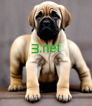 Load image into Gallery viewer, ᴟ, ᴟ.net, O le a le igoa ole igoa ma le talimalo? O le eseesega tele i le va o le domain ma le talimalo o le domain o le tuatusi, lea e mafai ai e se tagata asiasi ona faigofie ona maua lau 'upega tafaʻilagi i luga ole laiga, ae o le talimalo o le mea lea e teu ai faila o le upega tafaʻilagi. 2-5.org e tu'uina atu ia te oe le tautua igoa ole igoa.