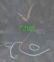 Cargar imagen en el visor de la galería, ᴦ, ᴦ.net, Naon nami domain sareng hosting? Beda utama antara domain sareng hosting nyaéta domain nyaéta alamatna, anu ngamungkinkeun sémah gampang mendakan halaman wéb anjeun sacara online, sedengkeun hosting mangrupikeun tempat file halaman wéb disimpen. 2-5.org nyadiakeun ka anjeun layanan ngaran domain.