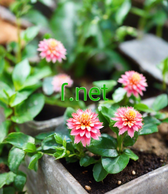 ꓩ, ꓩ.net, Accredited Registrar IDs, 1915 West263 International Limited, 1916 Shenzhen Internet Works Online Technology Co., Ltd. (62.com), 1919 DomainName Driveway, Inc., 1920 DomainName Parkway, Inc., 1921 Fujian Domains, Inc., 1922 Guangzhou Domains, Inc., 1923 Gname.com Pte. Ltd., 1924 Hello Internet Corp.